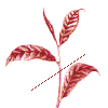 pekoe leaf 5 KB